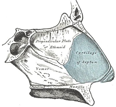 Anatomy of the nasal septum