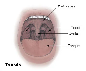 Diagram showing the position of the tonsils