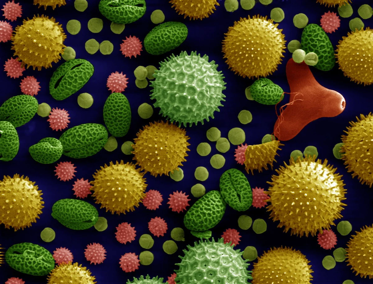 Colourised microscope image of pollen, an example of an allergy trigger