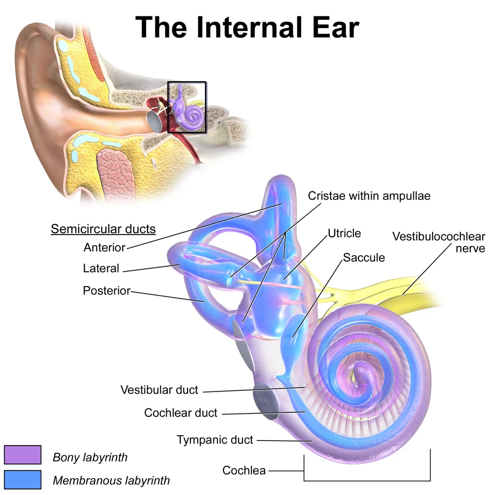 Anatomy of the inner ear
